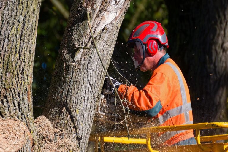 tree surgeons